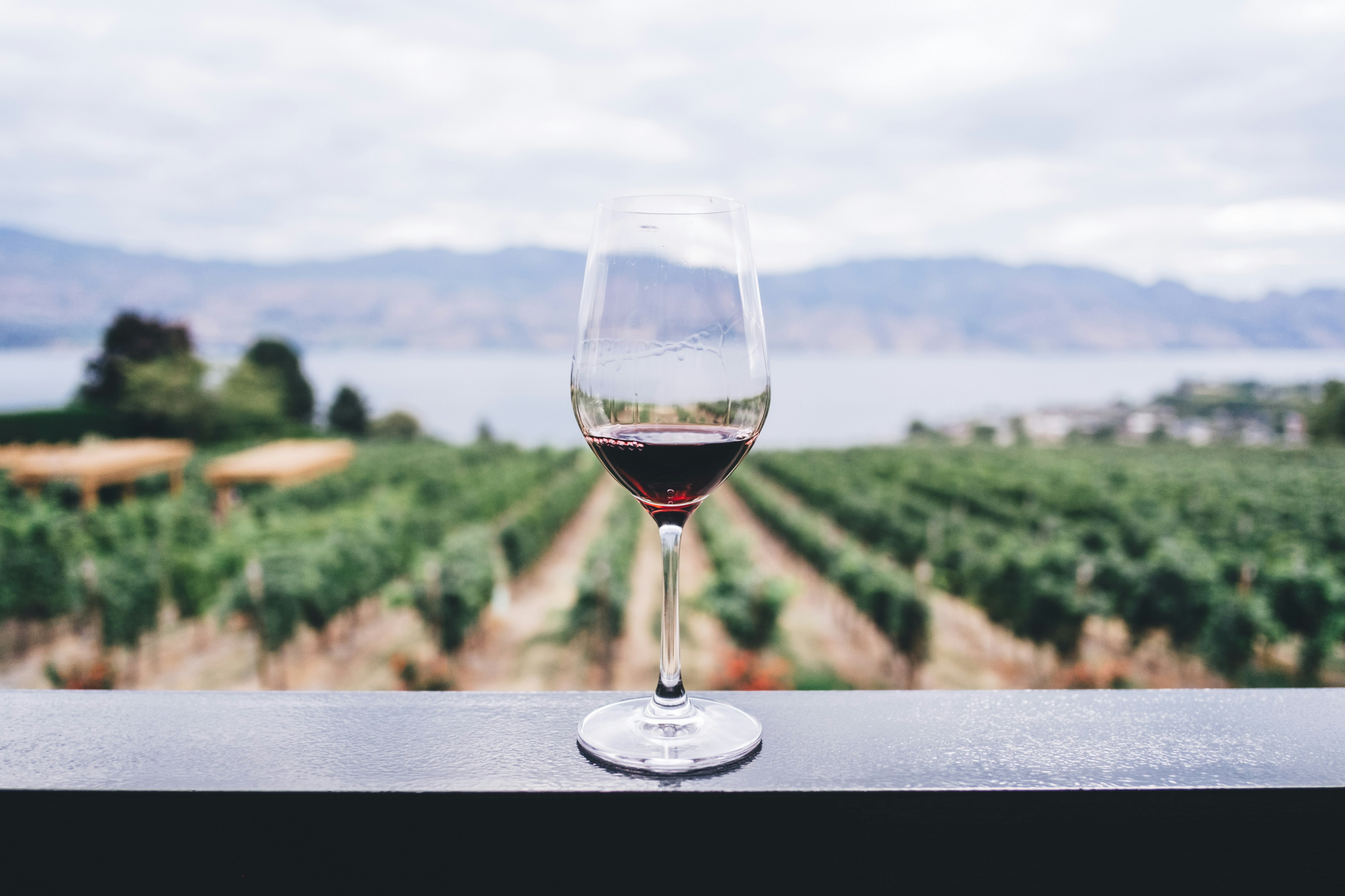 Copa de vino frente al viñedo